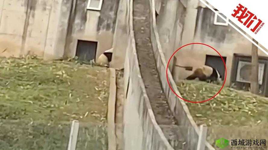 熊猫永不为奴？揭秘饲养员第13关攻略的底层逻辑与操作映射疑云